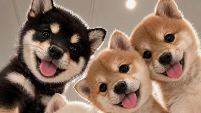  三只小柴犬
