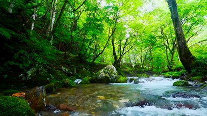 护眼绿树林溪流