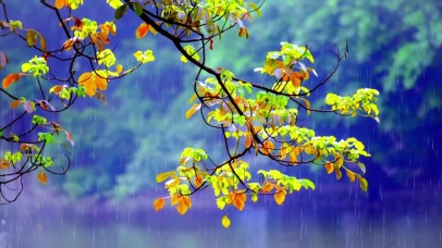 清新治愈小雨 4K