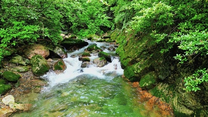 森林溪水