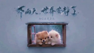 治愈系萌宠|下雨天，世界安静了