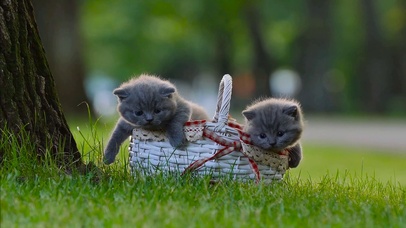 篮子里的小猫咪