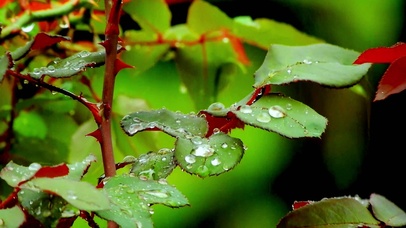 4K治愈小雨水珠