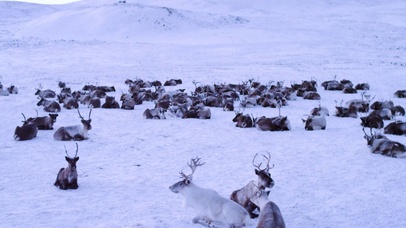 4K 高清 北极中部的驯鹿群