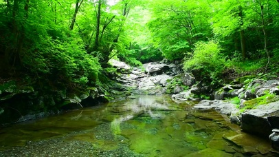 护眼绿林溪流
