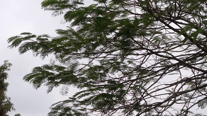 植物花草树木升格