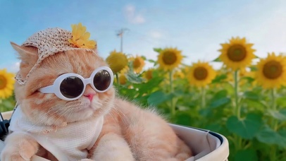向日葵花海猫咪