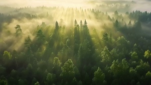早上的迷雾森林