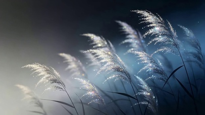 梦幻芦苇花