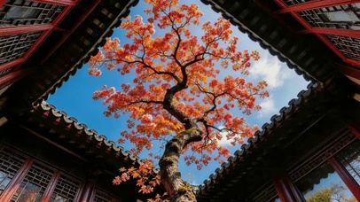 小院内枫叶树