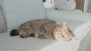 睡觉觉的猫咪