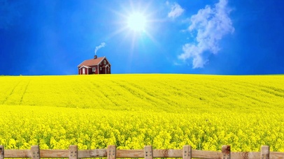 油菜花海，艳阳蝶飞