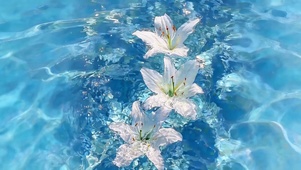 治愈水中百合花