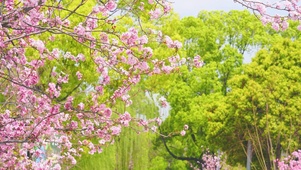 4K护眼绿意桃花