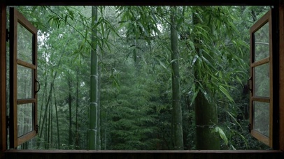 窗外竹林雨景
