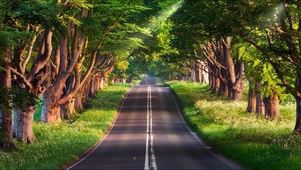 林中小路