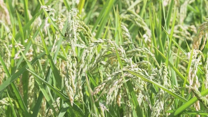 4K 高清 夏季的稻田