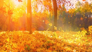 秋叶阳光落叶金黄树林秋景风景