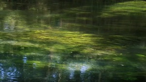 水草