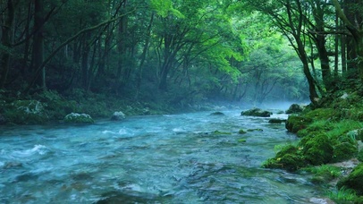 森林河流