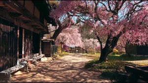樱花径小木屋阳光步道