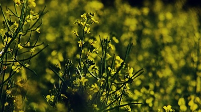 4k北方春天清晨的油菜花海