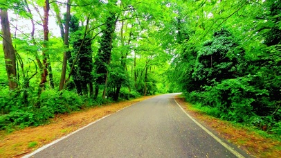 唯美治愈林间小道 4K