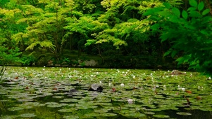 4K庭院池塘