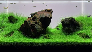 【4K】桌面实景鱼缸