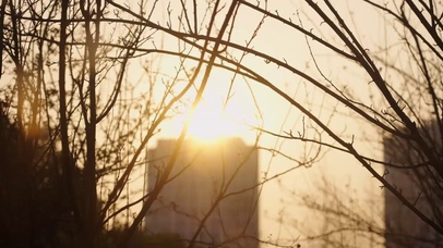 4k唯美意境夕阳逆光树枝