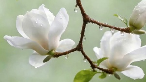 雨滴花朵带鱼屏