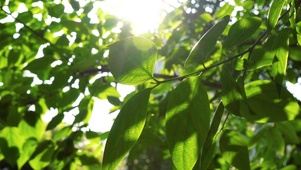 4K唯美阳光透过植物意境