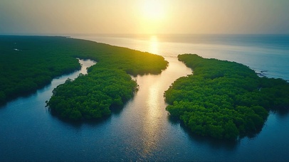 俯瞰海岸红树林