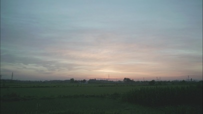 逆光唯美绿色水稻