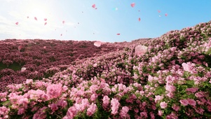 唯美桃花飞舞花海动态壁纸