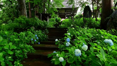雨中的绣球花寺