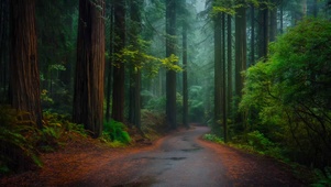 雨天森林小路