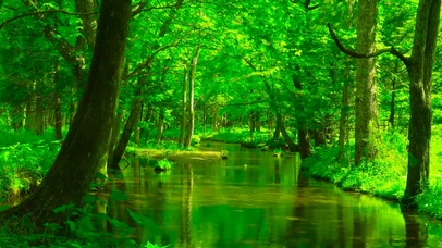 夏日护眼绿林流水