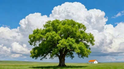 唯美治愈心灵的大树