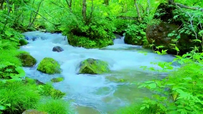 绿林护眼流水 4K