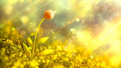 金色的花