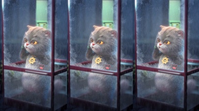 斑布猫-大雨落下