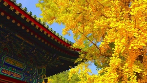秋天银树叶