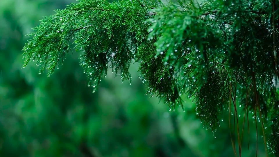 附着透亮水珠的带雨滴翠绿针叶枝条，背景为虚化的深绿色林间场景。