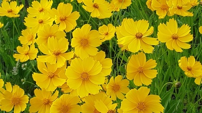 黄色花朵