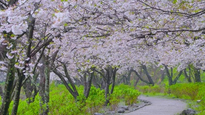 春雨樱花树林小路