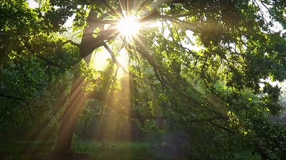 聆听自然的声音