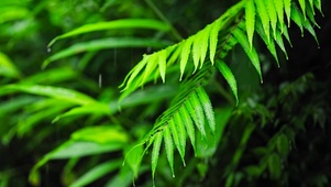 夏日清凉绿叶雨
