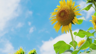 蓝天下的向日葵
