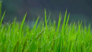 雨中稻穗